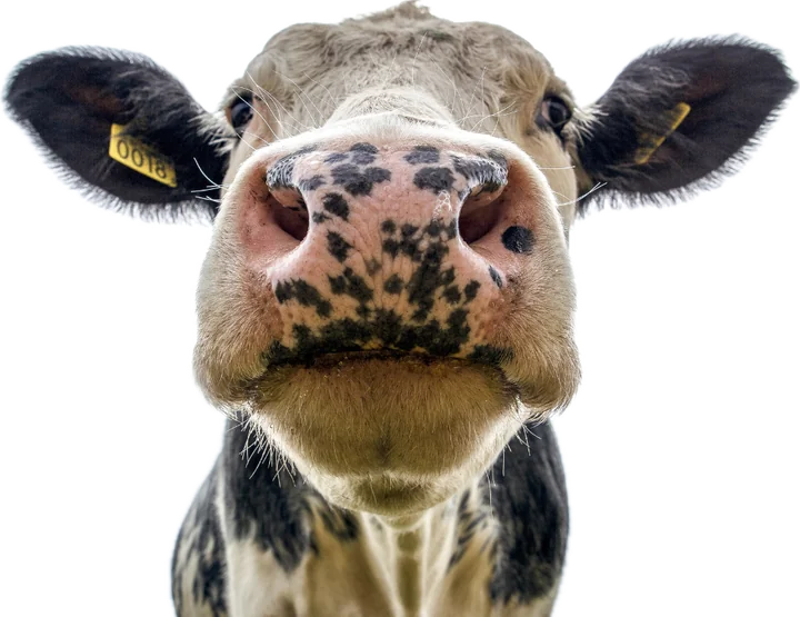 A cow's face up close, cut out on a transparent background