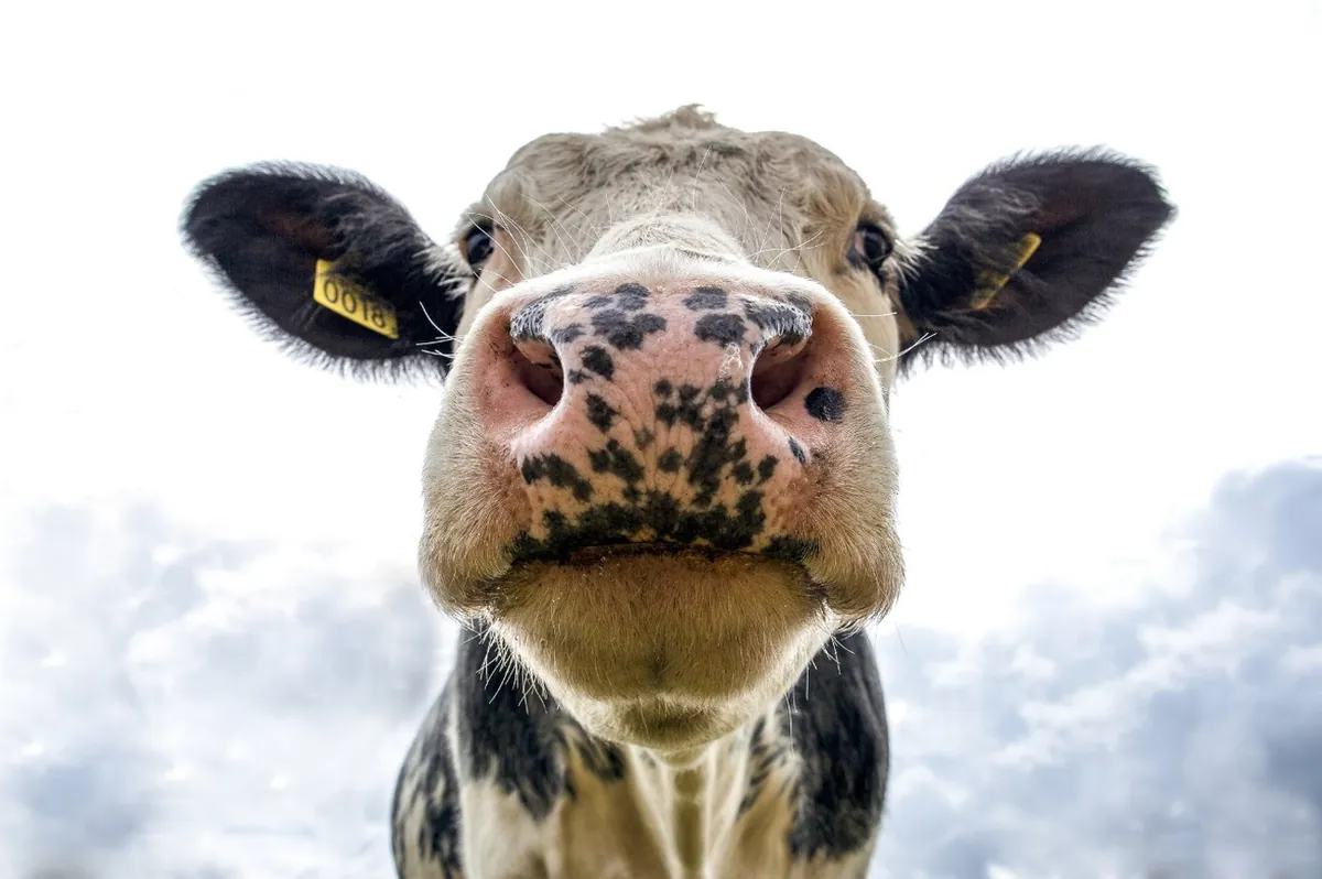 A cow looking into the camera