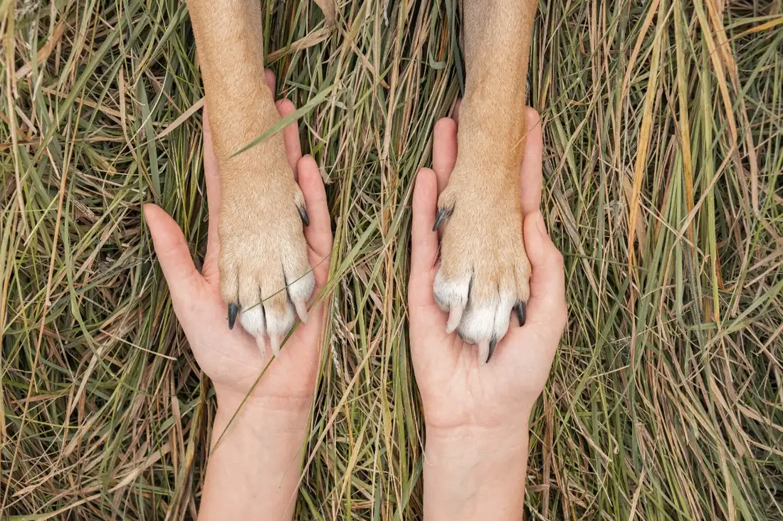 Hands holding a dog's paws in tall grass
