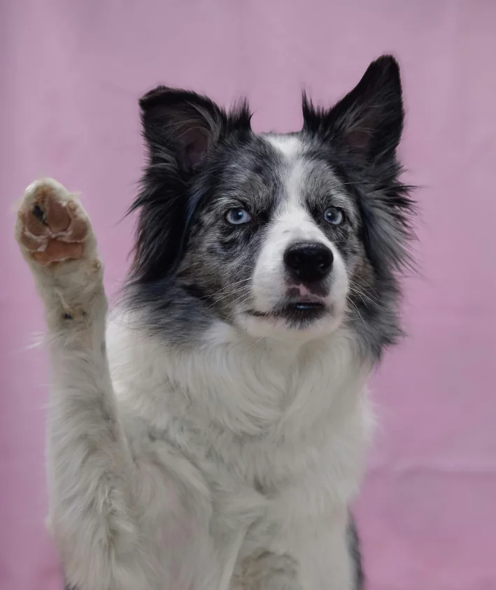 A black and white dog raising one paw