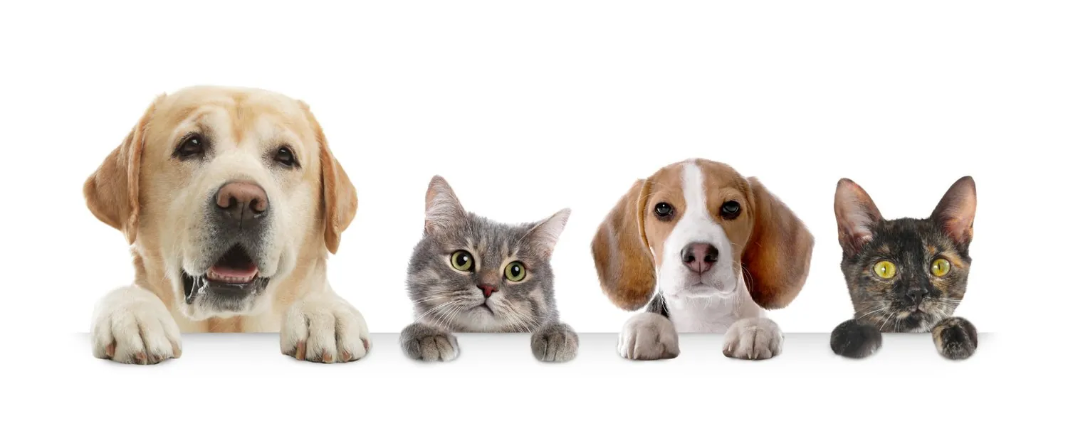 Two dogs and two cats peeking over a ledge