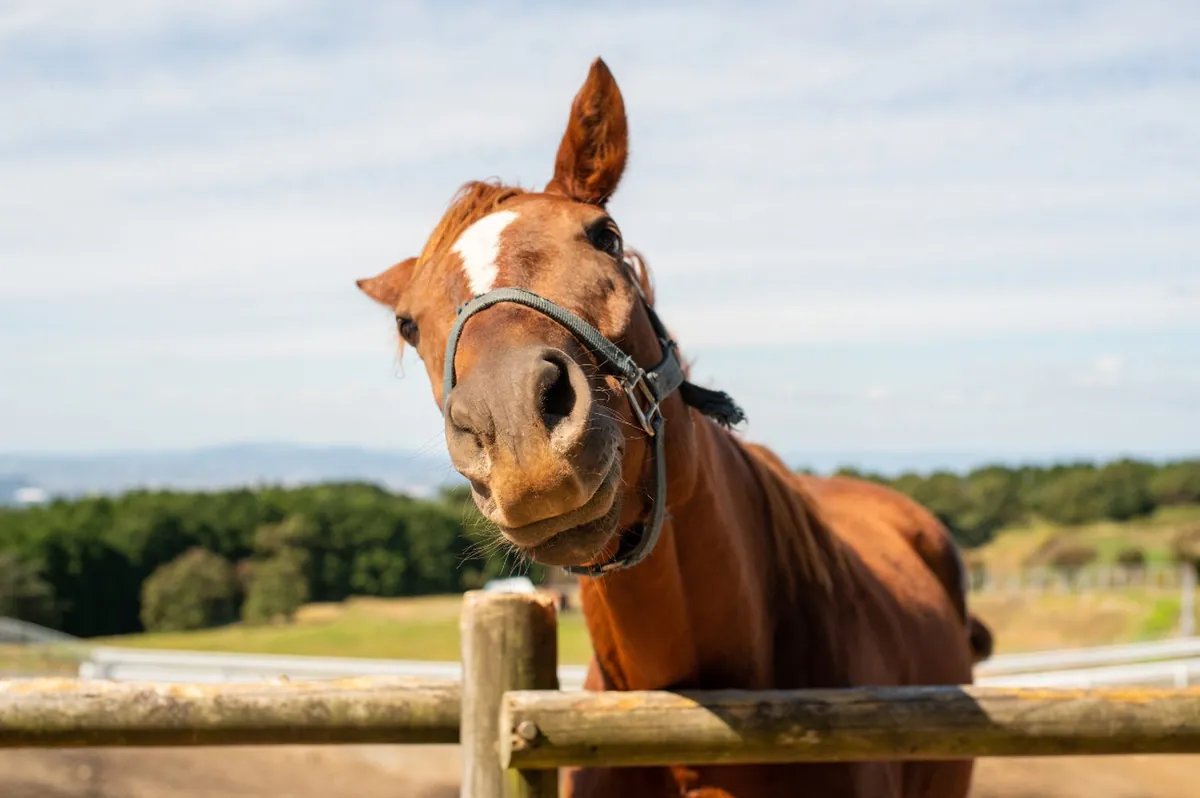 A friendly horse leaning over a wooden fence