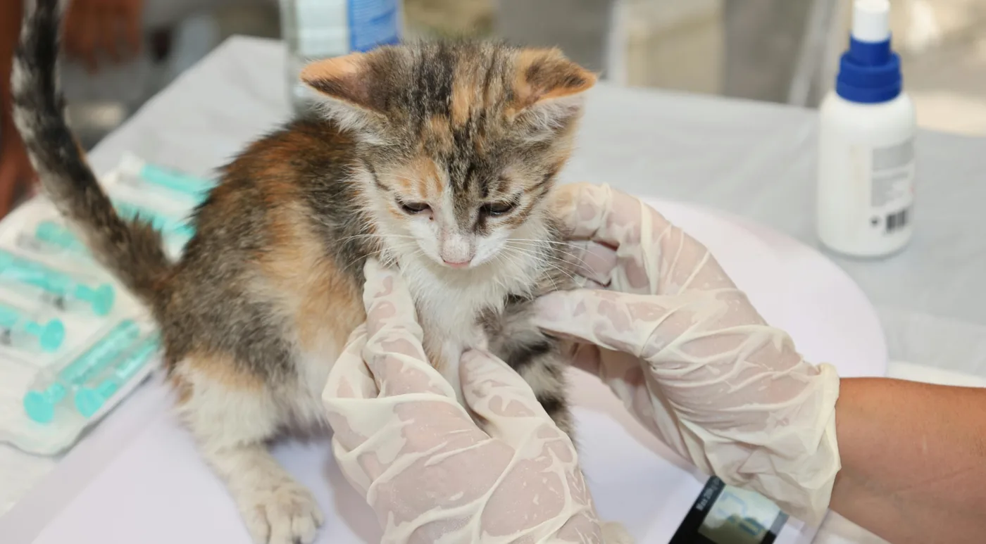 A calico kitten held in gloved hands during a checkup