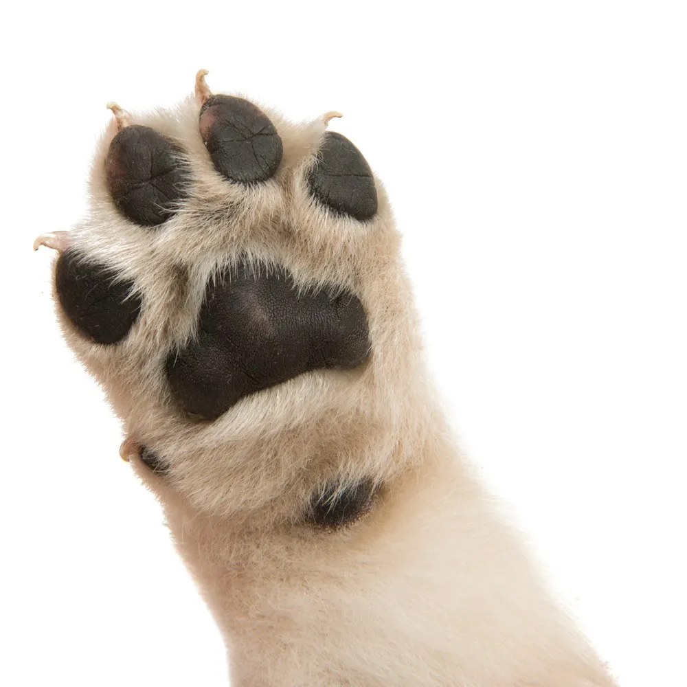 The underside of a puppy's paw