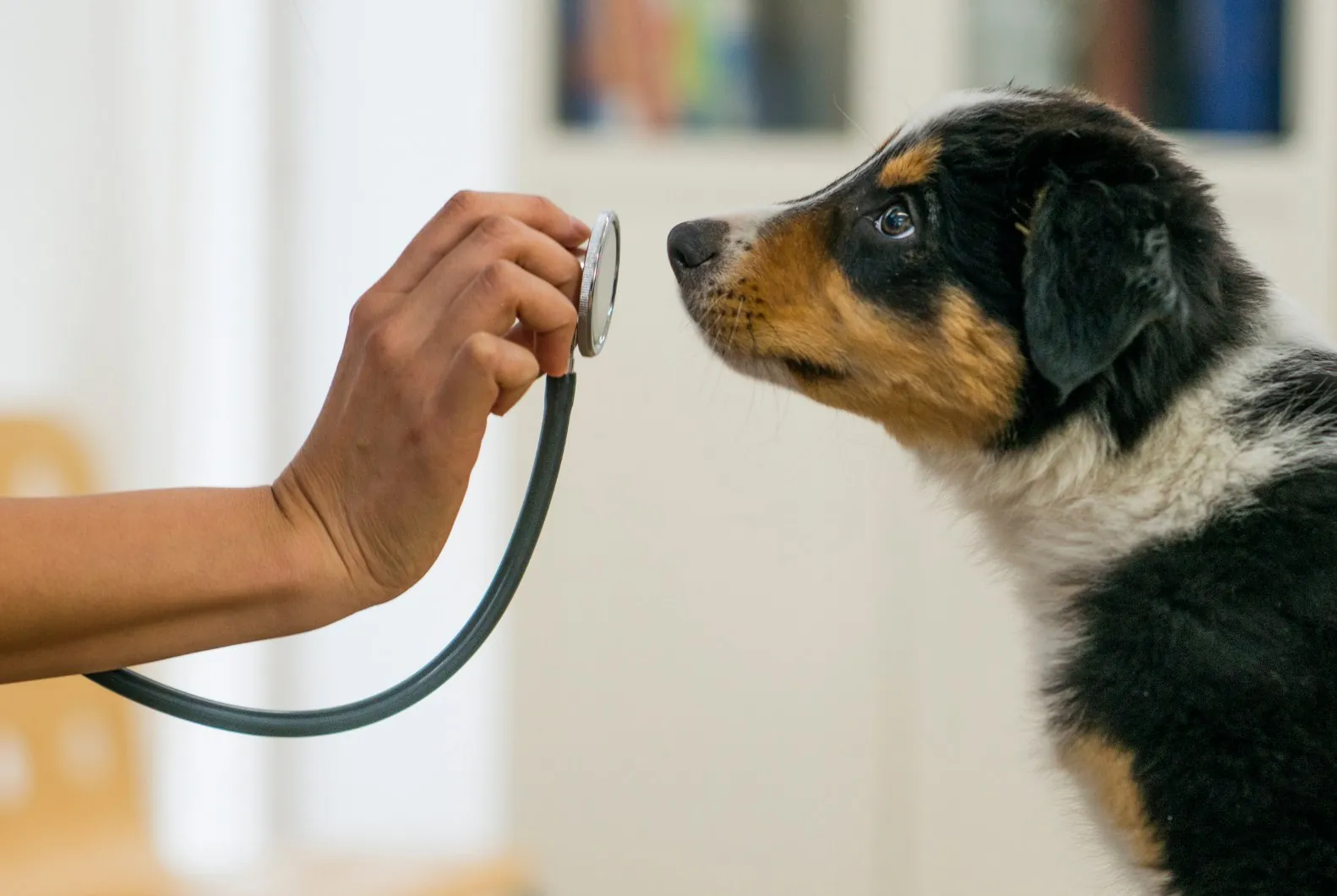 A puppy sniffing a veterinarian's stethoscope