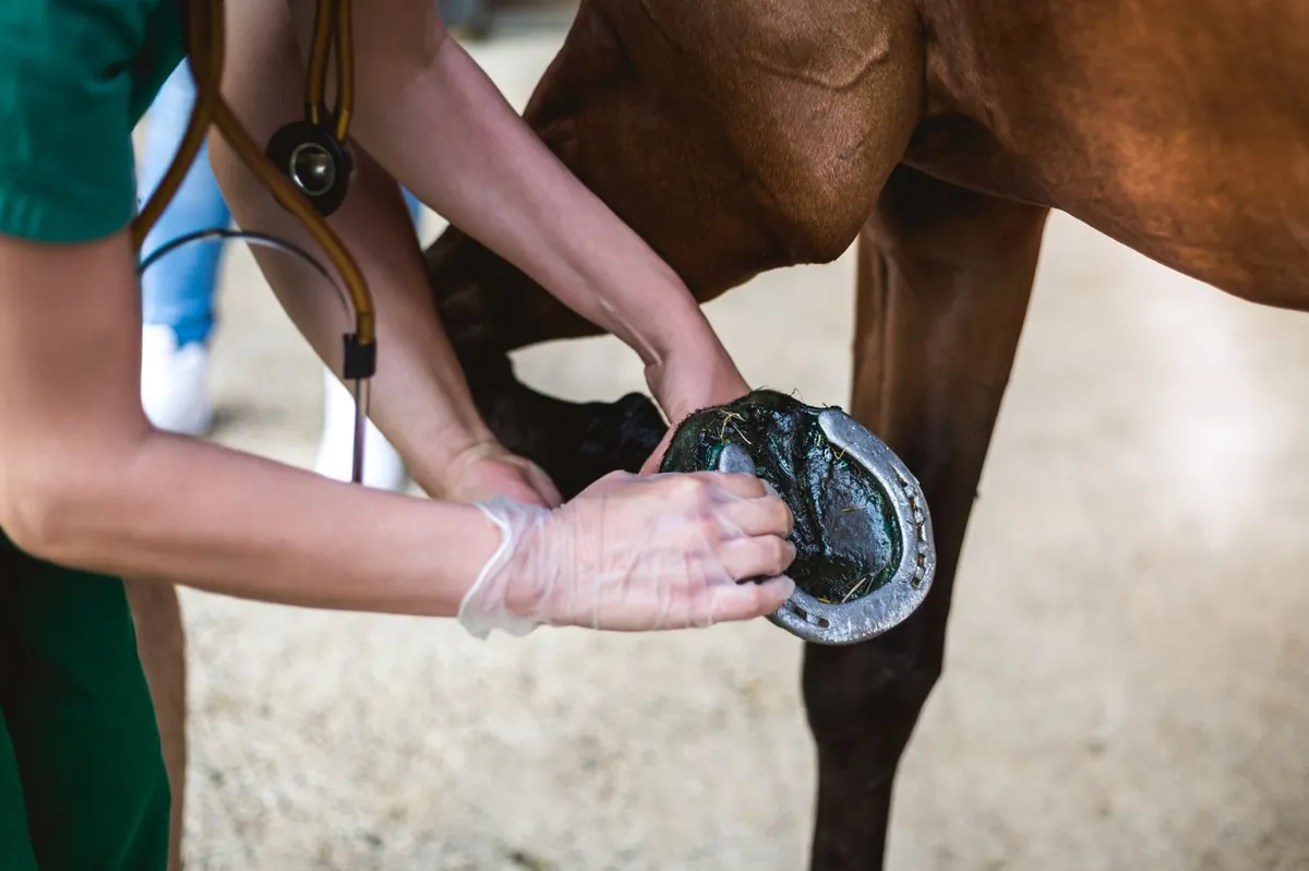 A veterinarian examining a horse's hoof