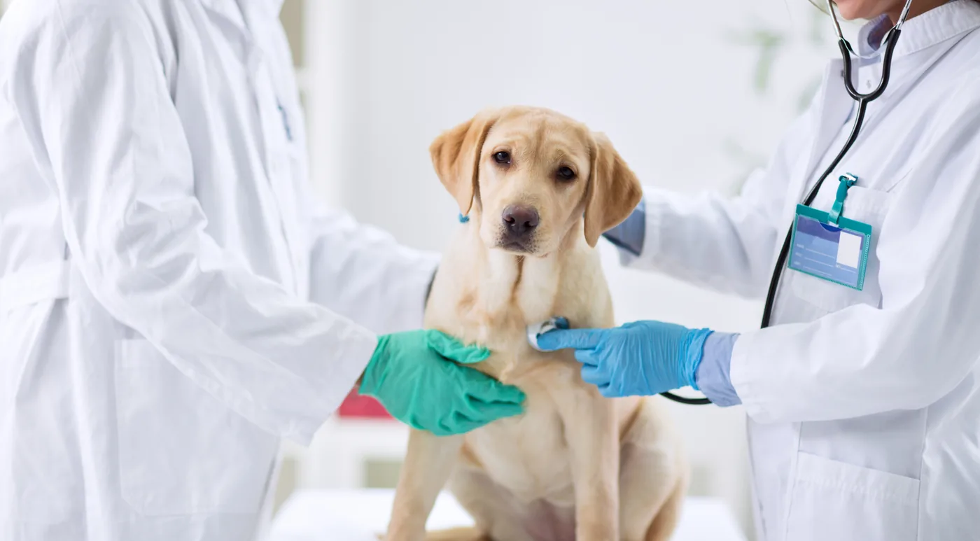 Two veterinarians in gloves examining a yellow Lab puppy with a stethoscope